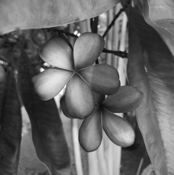 Meet your Posher, Wifty - Picture 1 of 2